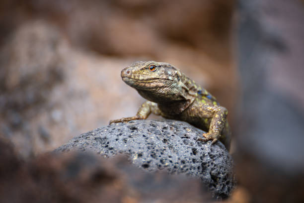 istock The western Canary lizard or lizard blight (Gallotia galloti) sun basking on rock 1902244675