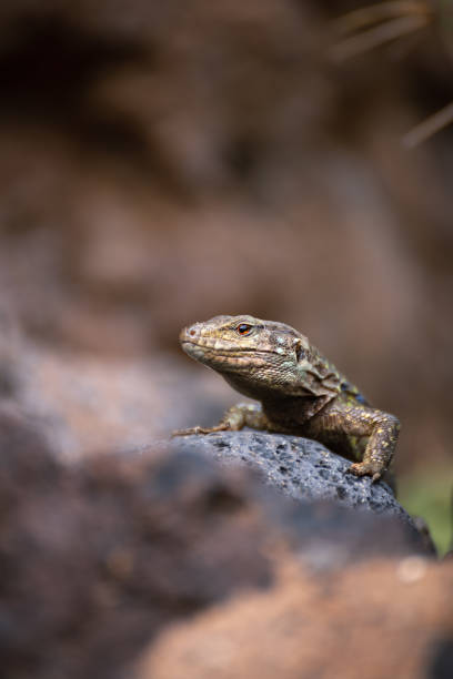 istock The western Canary lizard or lizard blight (Gallotia galloti) sun basking on rock, Tenerife 1902245185
