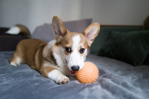 istock Welsh Corgi Puppy lays on the bed 1902260717