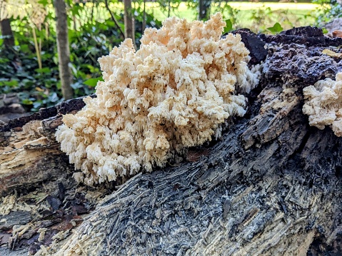 A patch of white fungi growing on a decomposing tree. Green growth in the background