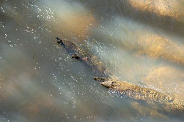 istock Southern state wetland on a sunny day in early spring 1902264571