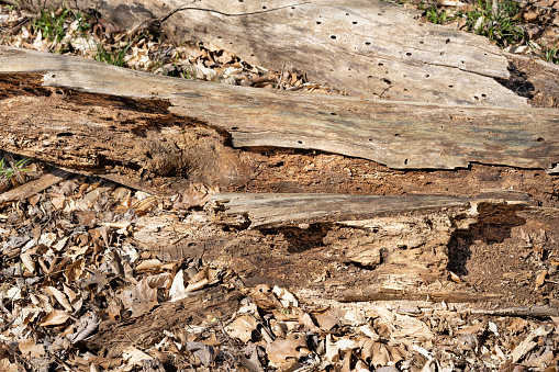 Rotten wood close up and its rotten splinters.