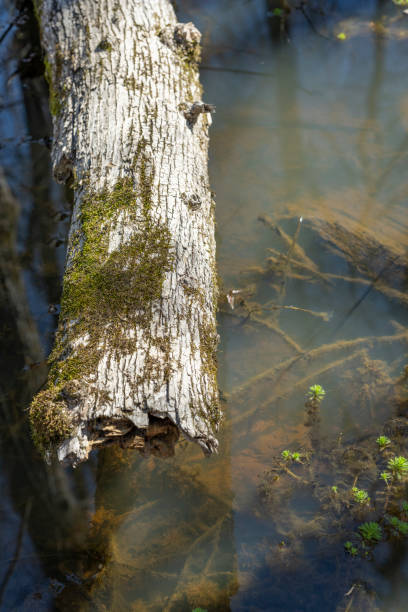 Southern state freshwater wetland forest on a on a sunny day in early spring (or late winter; March). The image was captured in Big Creek, Forsyth, (near Cumming) in Georgia (USA) with a full frame mirrorless digital camera and a sharp telephoto prime lens. The image is part of a large series of Georgia wetland.