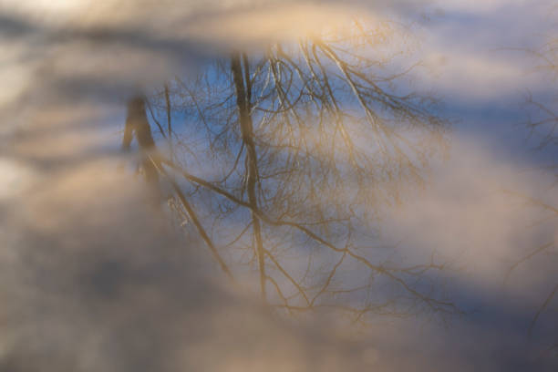 istock Southern state wetland on a sunny day in early spring 1902265261