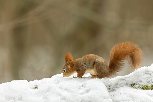 Eurasian red squirrel (Sciurus vulgaris) searching for food in winter.