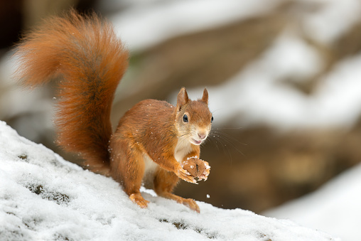 Eurasian red squirrel (Sciurus vulgaris) eating a walnut in winter.