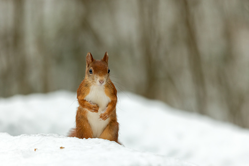 Eurasian red squirrel (Sciurus vulgaris) sitting in deep snow.