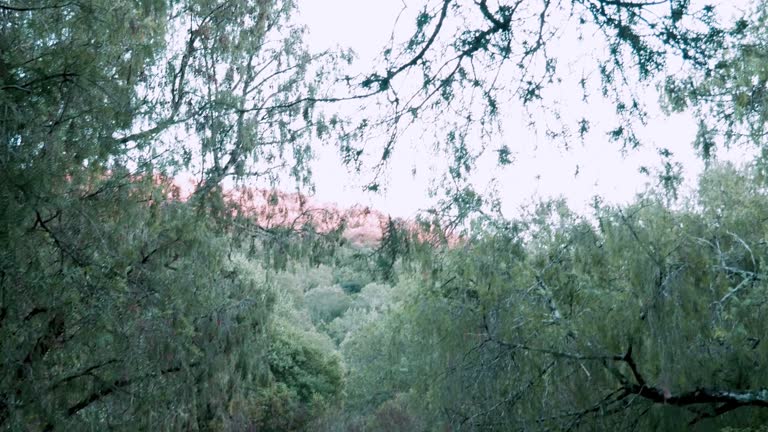 reveal shot behind a boulder of a forest in the mountains with a willow