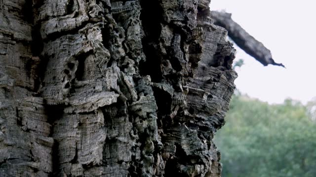 close up shot of a tree trunk with cork bark,