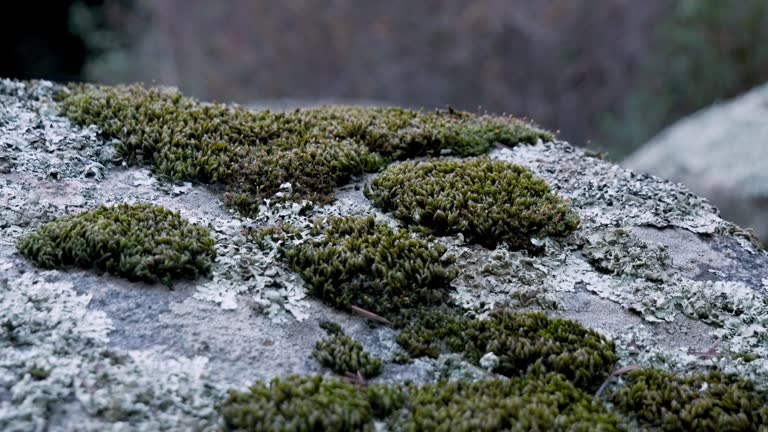 close-up shot of a rock with green moss and white moss on it