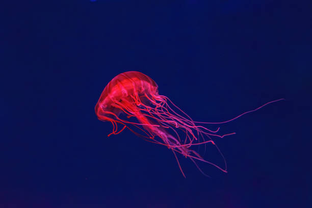 istock Fluorescent jellyfish swimming underwater aquarium pool with red neon light. 1902282722