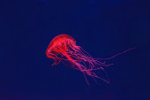 Fluorescent jellyfish swimming underwater aquarium pool with red neon light.