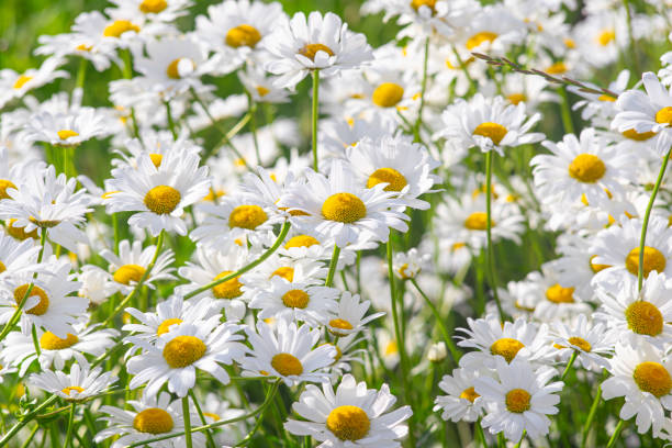 istock Wild daisy flowers growing on meadow, white chamomiles on green grass background. 1902283270