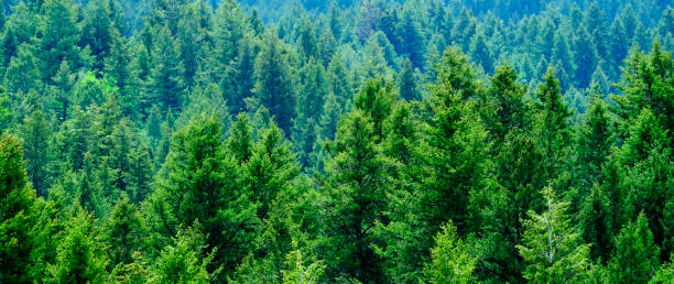istock Lush Green Pine Forest Forrest Environment Preservation 1902298260