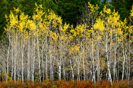 Detail of grove of Aspen Birch trees in fall with golden leaves and green pine forest forrest