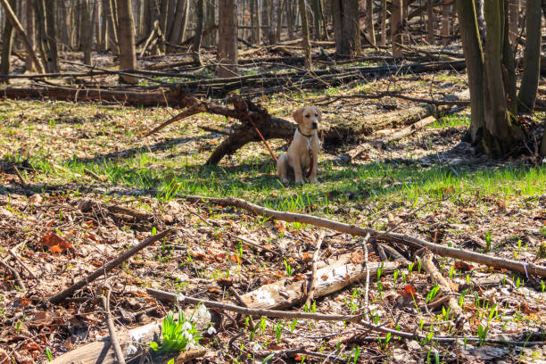 Cute labrador retriever puppy sitting on a forest glade at spring