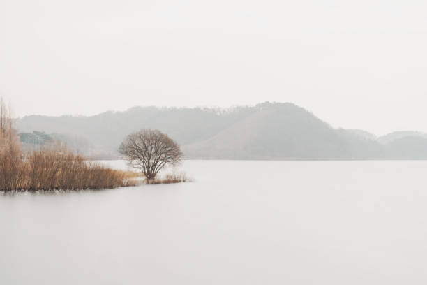 Landscape view of a winter lake with a tree in the foreground