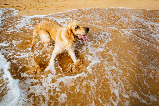 Golden Retriever stands in the shallow waters of a sandy beach, its fur wet and tongue out, appearing to enjoy the waves washing over its legs. The dog’s fur is golden brown, and the sand is a light beige color. The waves are white and frothy, and the sky is blue with a few white clouds. The dog is captured in mid-movement, with water surrounding it. The photo is taken from a low angle, with the dog in the foreground.