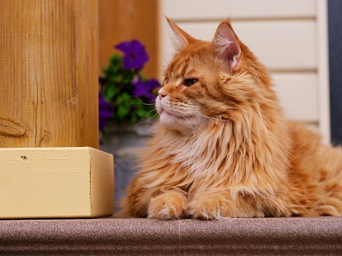 A ginger Maine Coon cat laying on a house porch and looking to the left.