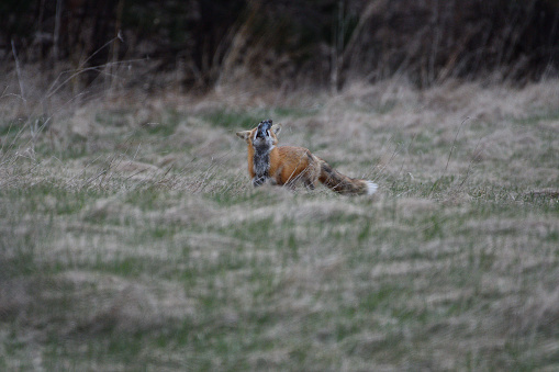 A red Fox hunting in canada