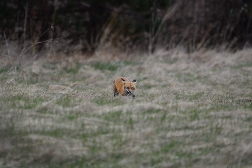 A red Fox hunting in canada