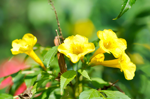 Trumpet vine, Yellow bell or Yellow elder or yellow flower