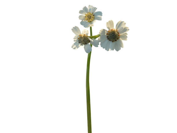 istock Achillea ptarmica or sneezewort 1902370976
