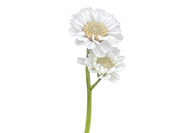 istock Achillea ptarmica or sneezewort 1902371502