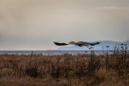 Great Blue Heron taking flight from a marsh on a cloudy day,  Delta, British Columbia, Canada