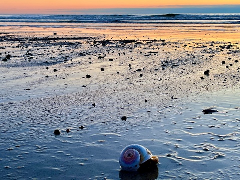 Moon snail on a winter sunrise at Ogunquit Beach in Maine