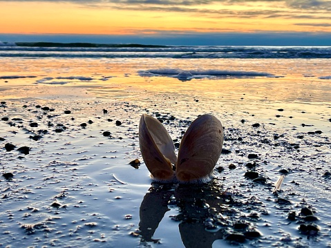 Clam shell at a winter sunrise at Ogunquit Beach in Maine