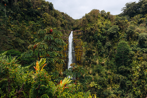 Oahu Akakafalls in the Deep Green Rainforests of Hawaii