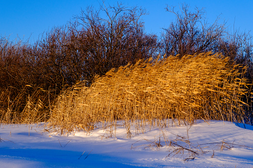 Dried golden grasses bent to the winter winds