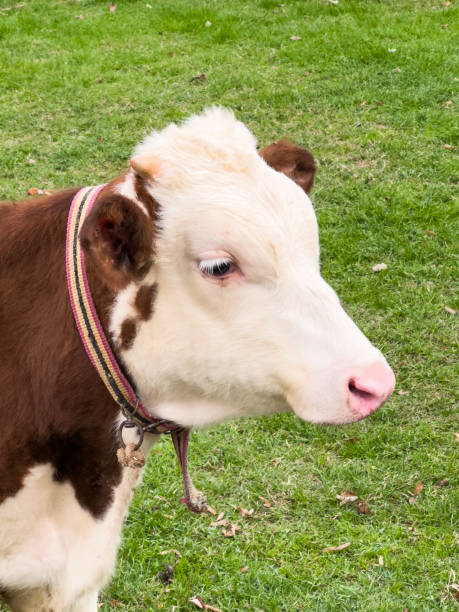 istock The young calf is standing on the meadow 1902426612