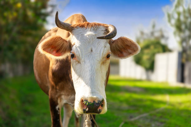 istock A cow is standing on the meadow 1902426714