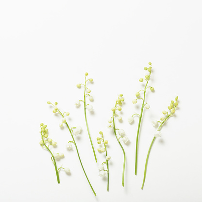 may lily flowers on white background