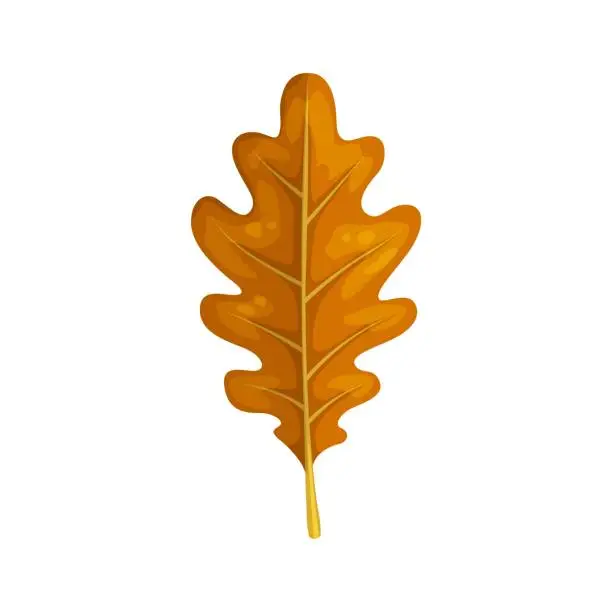 Vector illustration of Autumn oak leaf isolated fallen brown tree foliage