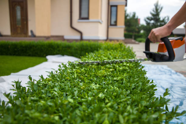 istock cordless electric hedge trimmer. 1902459741