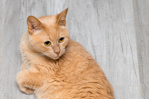 fawn colored domestic cat lying on the floor. beautiful domestic cat looking away