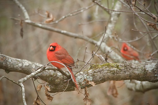 Closeup of two male Northern Cardinals perching on a tree branch