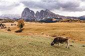 south tyrol view with cow in the foreground