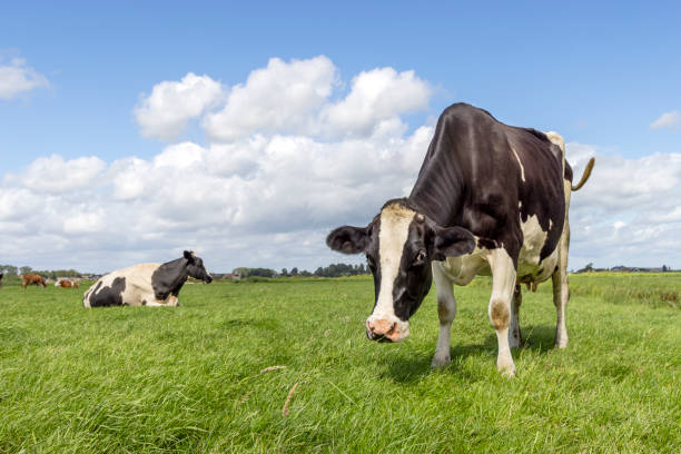 istock Cow grazing in field standing, blue sky 1902486515