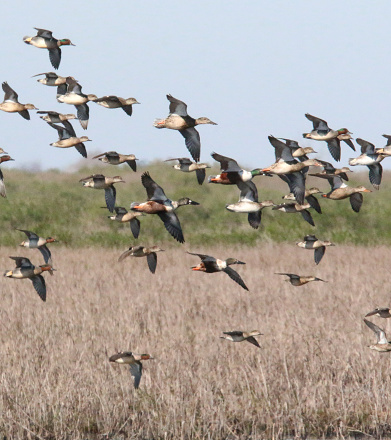 a group of ducks, including green-winged teal and northern shovelers in flight over a marsh in Brazoria National Wildlife Refuge