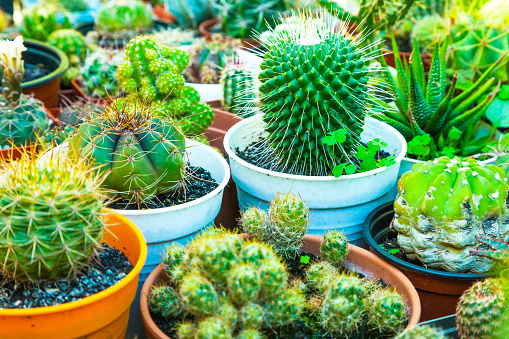 Various types of decorative home cacti in pots.