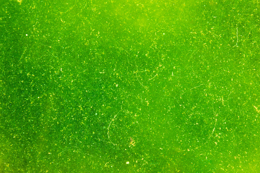 Surface of green swampy water.