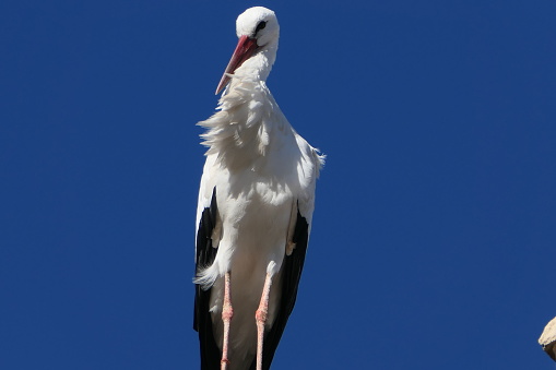 wood stork portrait