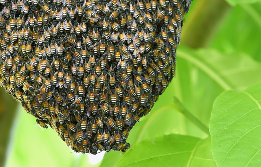 Close up view of honeycomb with honeybee colony hanging on the branch of tree. Honeybee swarm hanging on tree in the garden .
