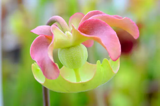 Detail of the flower of trumpet pitcher (Sarracenia Wrigleyana), a beautiful insectivorous plant. Selective blur in areas of the image