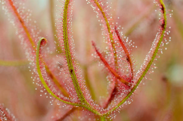 Leaves of a sundew (Drosera capensis Red). Image with selective blur