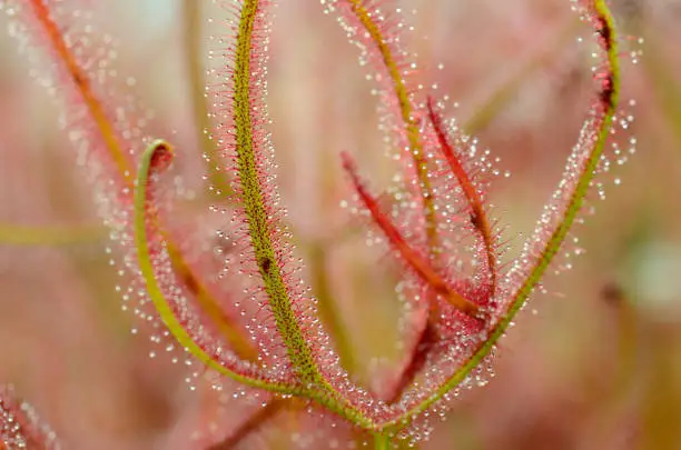 Photo of Leaves of a sundew (Drosera capensis Red). Image with selective blur